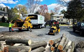 Trusted Portsmouth, VA Tree Care Experts