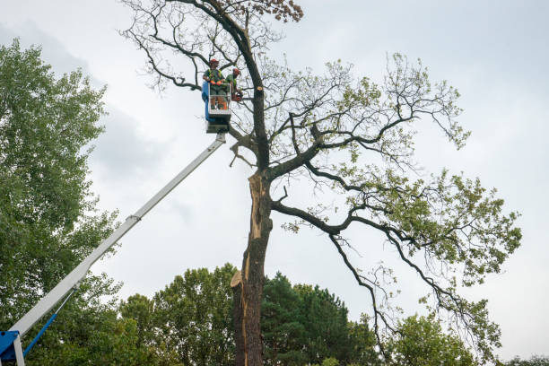 Best Storm Damage Tree Cleanup  in Portsmouth, VA